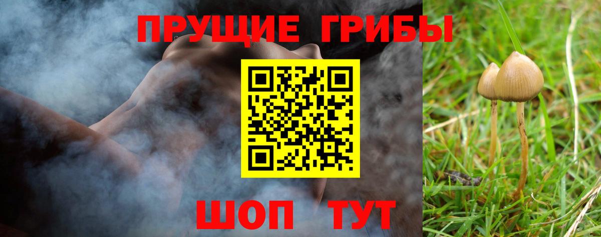 Псилоцибиновые грибы GOLDEN TEACHER  Вход с VPN  Лесной  Псилоцибиновые грибы Psilocybine cubensis 